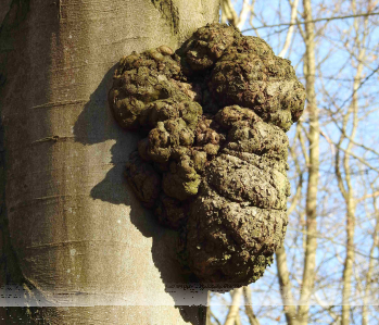 Konkurs fotograficzny "Leśne maszkarony"