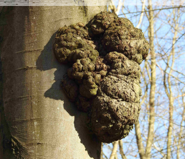 Konkurs fotograficzny "Leśne maszkarony"