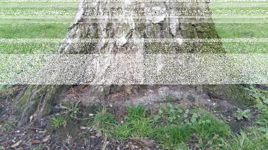 Konkrus "Jakie to drzewo?"