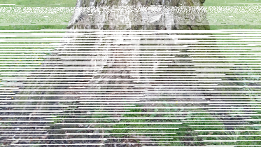 Konkrus "Jakie to drzewo?"