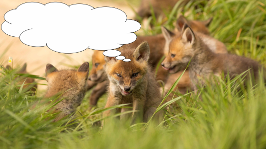 Konkurs "Leśny komiks"