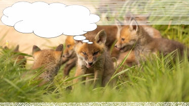 Konkurs "Leśny komiks"