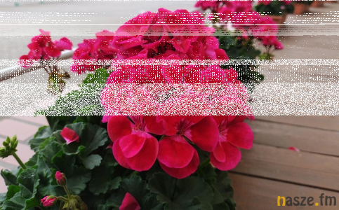 Konkurs na najładniejszy ogródek i balkon