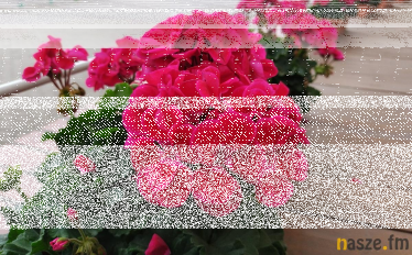 Konkurs na najładniejszy ogródek i balkon