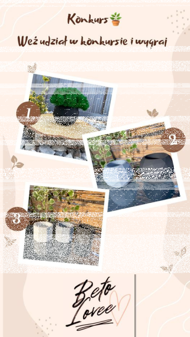 Konkurs w betolovee