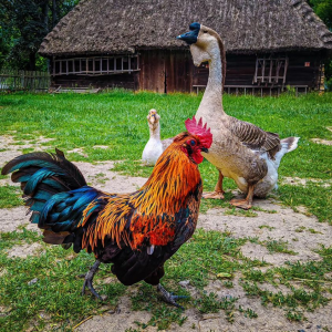 Konkurs "Mobilna Bitwa" 6 edycja