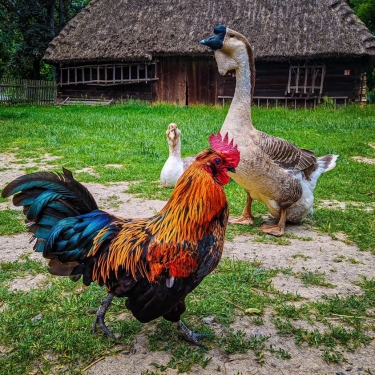 Konkurs "Mobilna Bitwa" 6 edycja