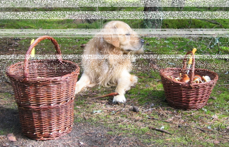 Konkurs fotograficzny "Grzybobranie"