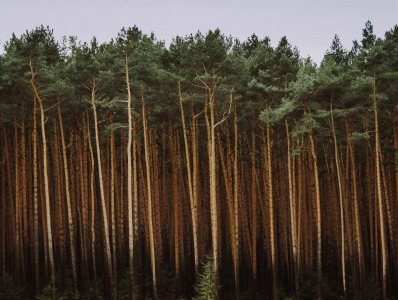 Konkurs fotograficzny "Sosna! Królowa  Polskich Lasów"