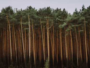 Konkurs fotograficzny "Sosna! Królowa  Polskich Lasów"
