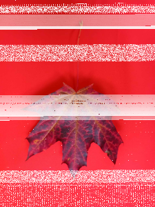 Konkurs "Kolory jesieni"