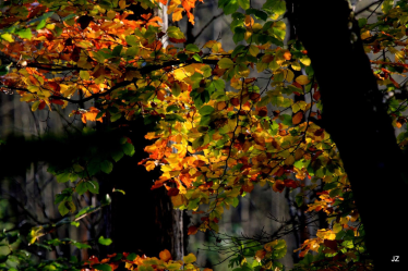 Konkurs "Znajdź ukryte zwierzęta"