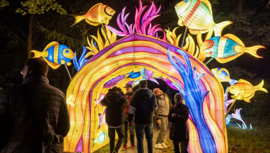 Wrocław: Konkurs "Mikołajki 2023. Mamy dla Was bilety na wystawę świetlną Garden of Lights" do godz. 9:00