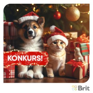 Konkurs "13 - potrawa"