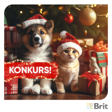 Konkurs "13 - potrawa"