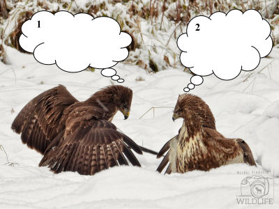 Konkurs "Leśny komiks"