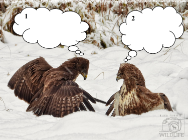 Konkurs "Leśny komiks"