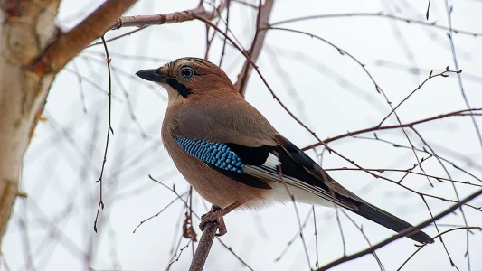 Konkurs "Jaki to ptak?"