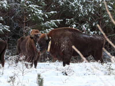 Konkurs "Leśne litery"