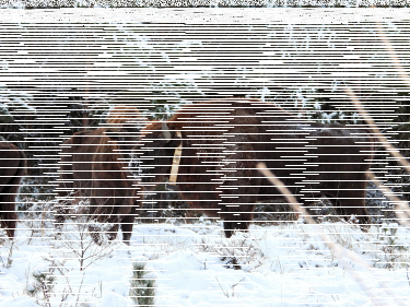 Konkurs "Leśne litery"
