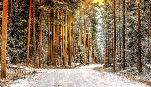 Konkurs fotograficzny "Las zimą! Zima w lesie"