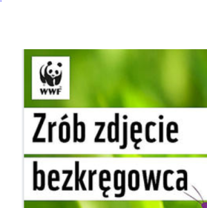 Konkurs "DZIKie podwórka – szukamy bezkręgowców"