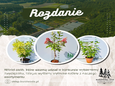 Konkurs "Hortensjowy zawrót głowy"