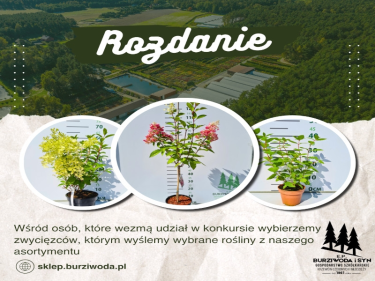 Konkurs "Hortensjowy zawrót głowy"