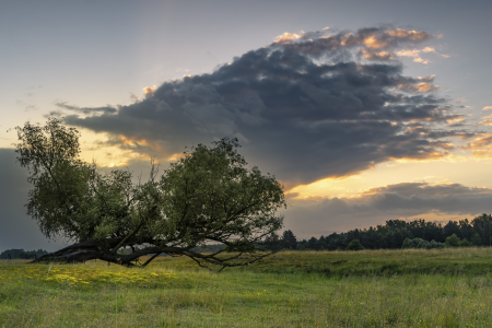 Konkurs DIAMENTY III edycja "O czym szumią drzewa?"