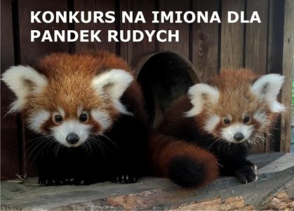 Toruń: Konkurs na imiona pandek