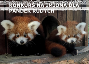 Toruń: Konkurs na imiona pandek