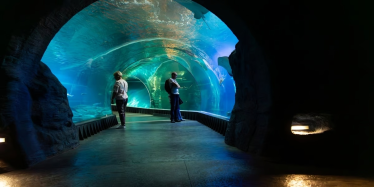 Wrocław: Wygraj bilety na "Nocne oprowadzanie po Afrykarium"