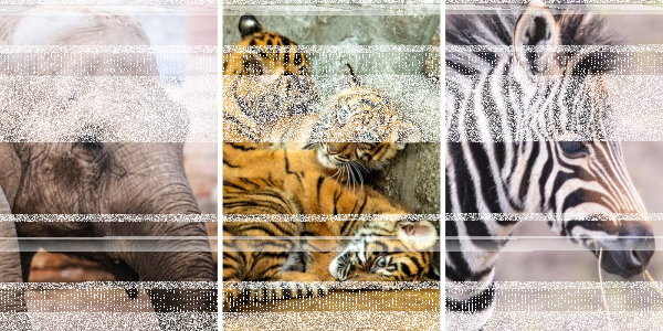 Wrocław: Wygraj bilety do Zoo! do godz. 9:00