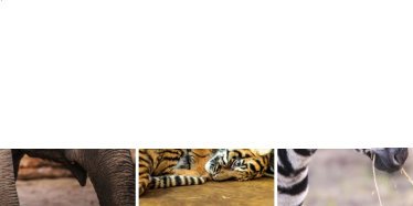 Wrocław: Wygraj bilety do Zoo! do godz. 9:00