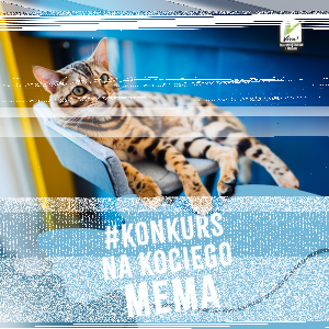 Konkurs "Kocie memy z COTE"