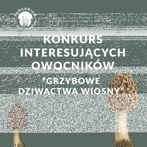 Konkurs "Grzybowe Dziwactwa Wiosny"