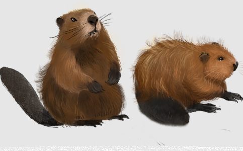 Konkurs plastyczny dla dzieci "Po co bobry budują tamy?"