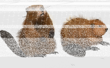 Konkurs plastyczny dla dzieci "Po co bobry budują tamy?"