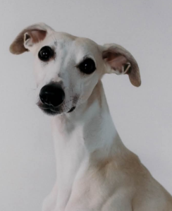 Konkurs "DOGadani" do godz. 20:00