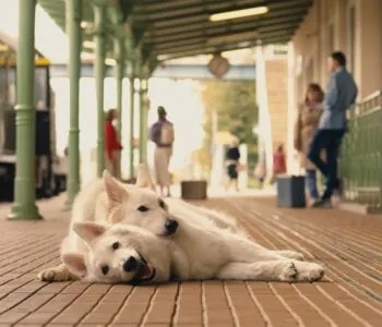 Konkurs "O psie, który jeździł koleją 2"