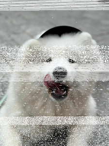 Konkurs "Wymarzone wakacje Twojego zwierzaka"