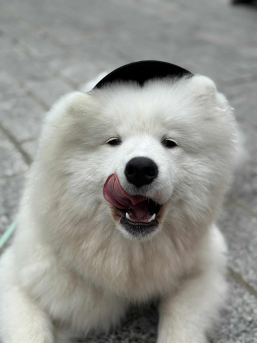 Konkurs "Wymarzone wakacje Twojego zwierzaka"