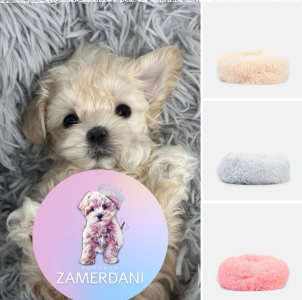 Konkurs z legowiskiem dla pupila