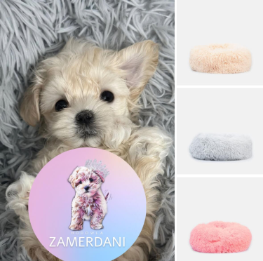 Konkurs z legowiskiem dla pupila