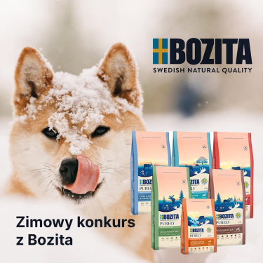 Konkurs "Pies w zimowym kadrze"