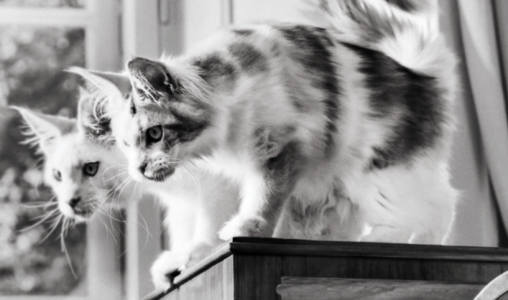 Konkurs "Im to smakuje"