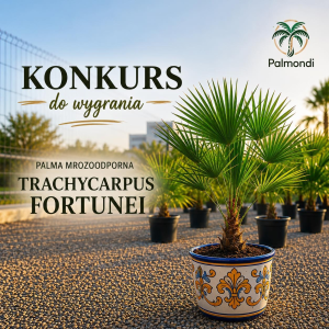 Wygraj Palmę mrozoodporną Trachycarpus Fortunei