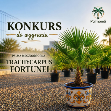 Wygraj Palmę mrozoodporną Trachycarpus Fortunei