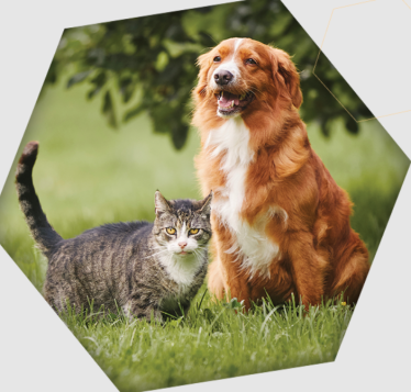 Konkurs "Purina Pro Plan"